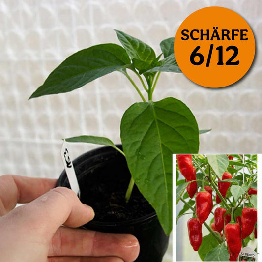 AJI BENITO CHILIPFLANZE