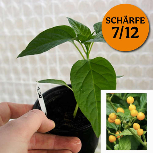 AJI CHARAPITA CHILIPFLANZE