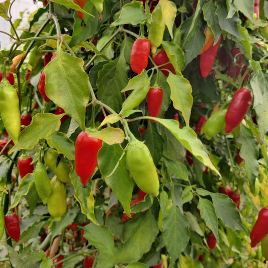 Aji Benito Chilisamen