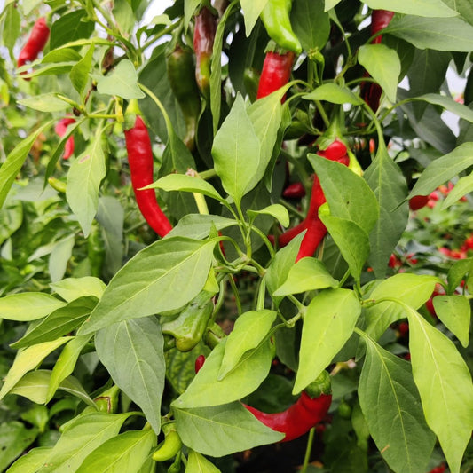 Aji Cacho de Cabra Chilisamen