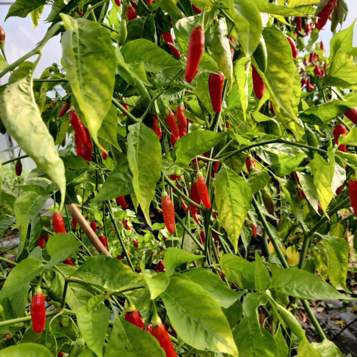 Aji Cirel Chilisamen