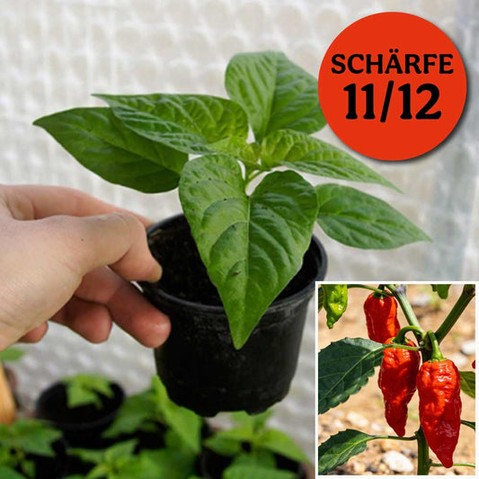 BHUT JOLOKIA RED CHILIPFLANZE