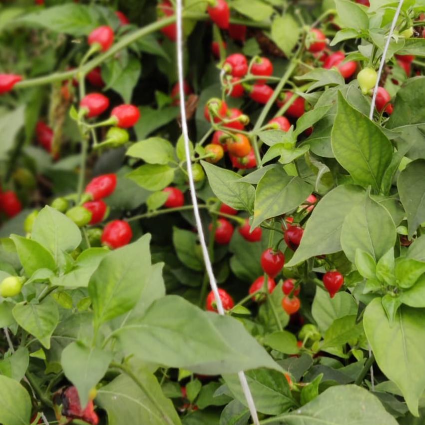 Biquinho Vermelho Chilisamen