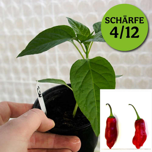 Planta de chile - Caballero Negro