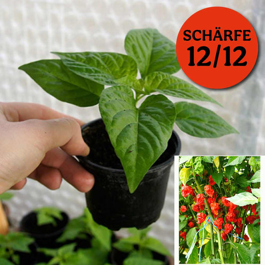 Planta de chile - Carolina Reaper