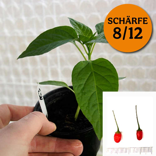 Planta de chile - Chiltepin