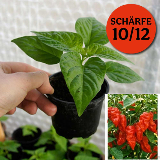 Planta de chile - Fatalii Red