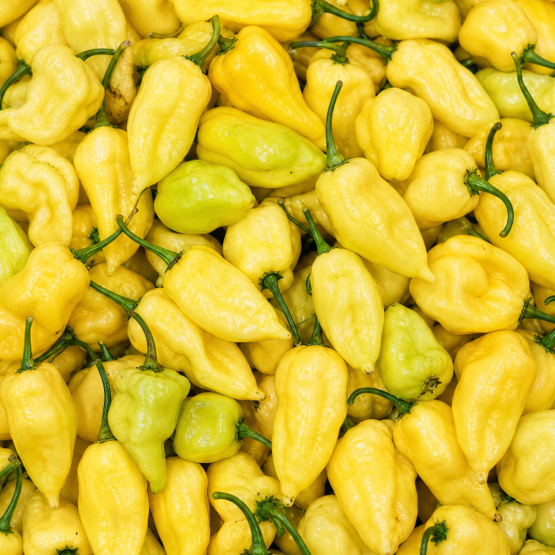 FRISCHE FATALII WEISS 100G
