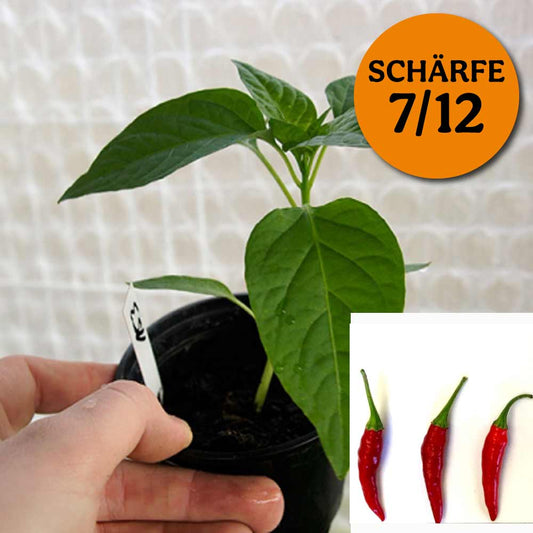 Planta de chile - Hierba de cabra