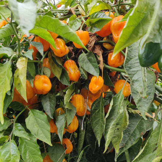 Grenada Seasoning Chilisamen