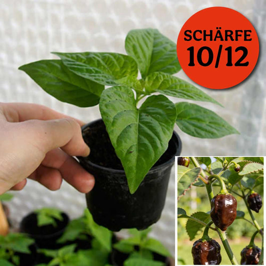 HABANERO CHOCO CHILIPFLANZE
