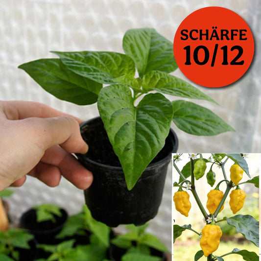 HABANERO LEMON CHILIPFLANZE
