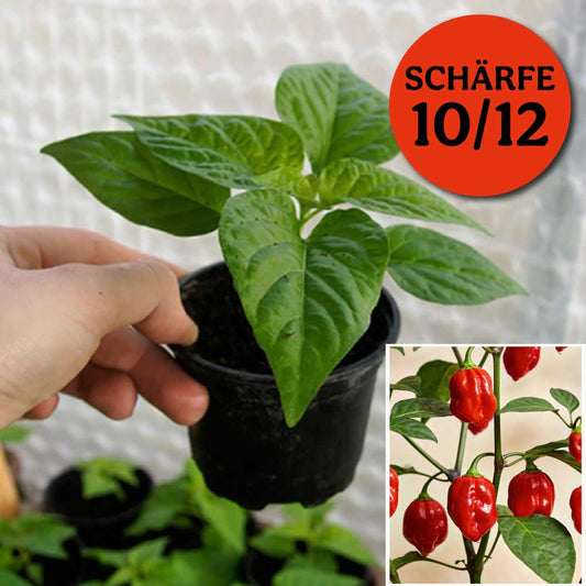Planta de chile - Habanero Caribbean Red