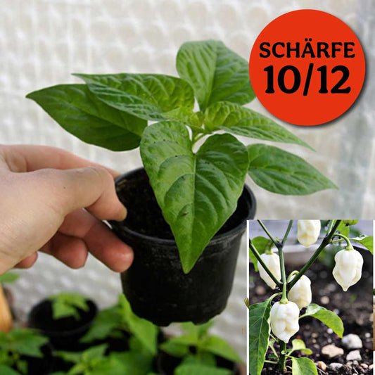7POT WHITE CHILIPFLANZE
