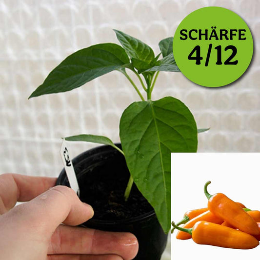JALAPENO LEON ORANGE CHILIPFLANZE