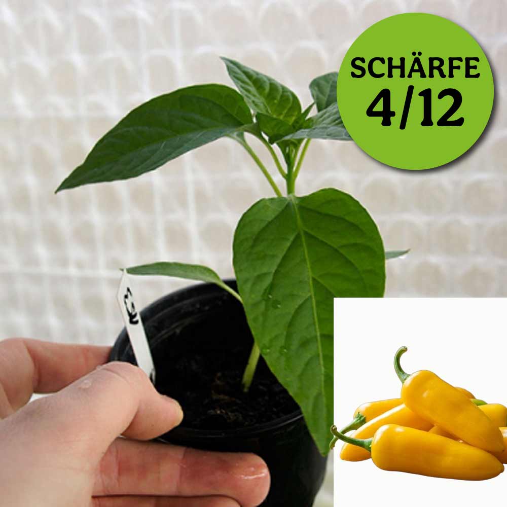 JALAPENO LUCIEL GELB CHILIPFLANZE