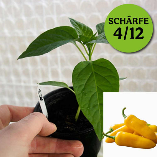 JALAPENO LUCIEL GELB CHILIPFLANZE