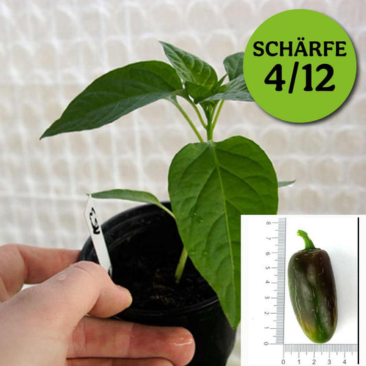Planta de chile - Jalapeño Ruben