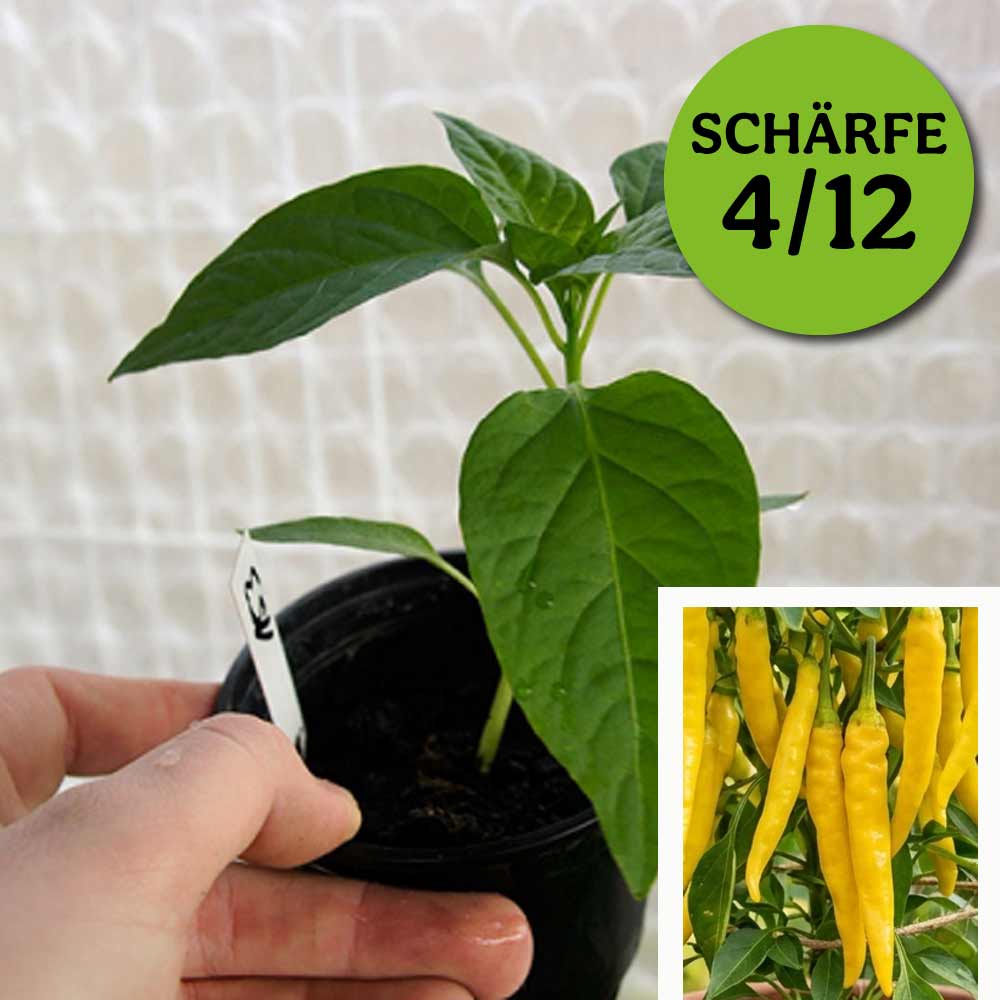 KRISTIAN CHILIPFLANZE