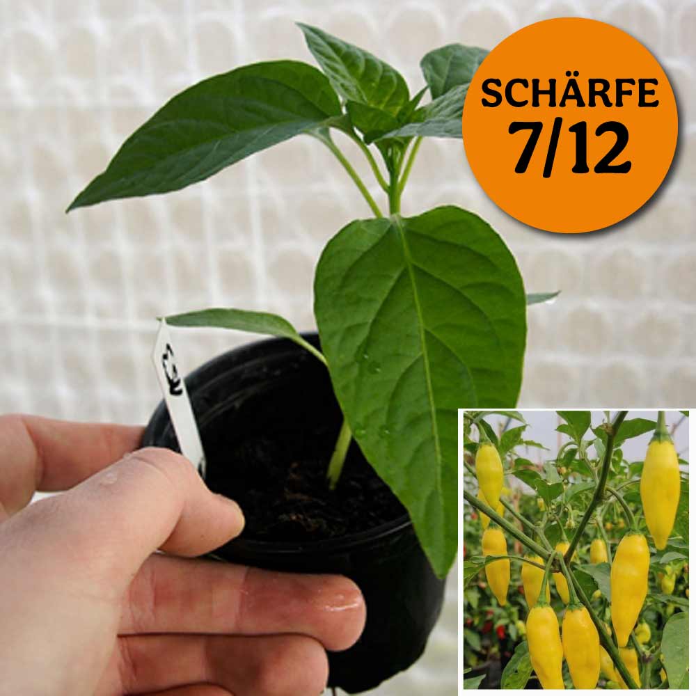 Planta de chile - Gota de Limón