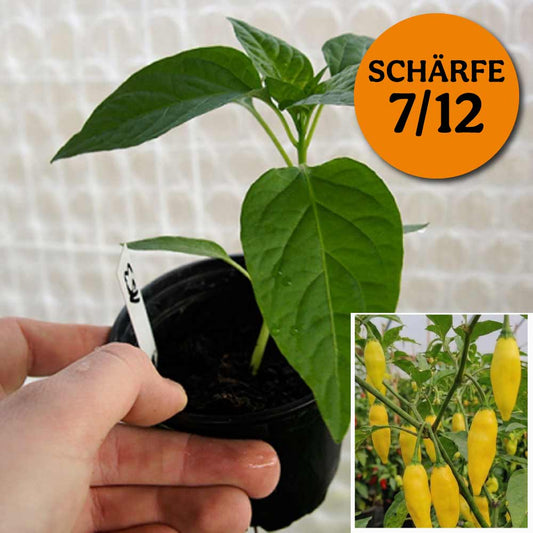 Planta de chile - Gota de Limón