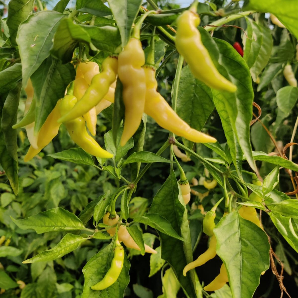 Murupi Chilisamen