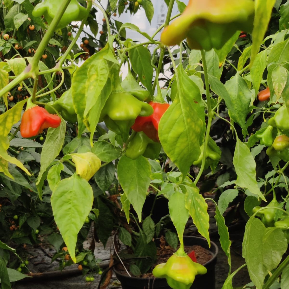 Nepalese Bell Pepper Chili Seeds