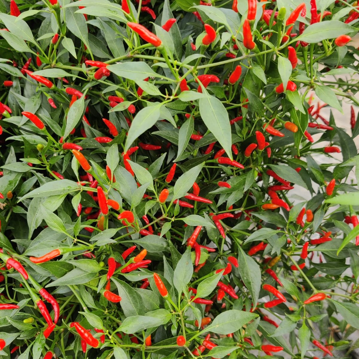 Pellegrino chili seeds