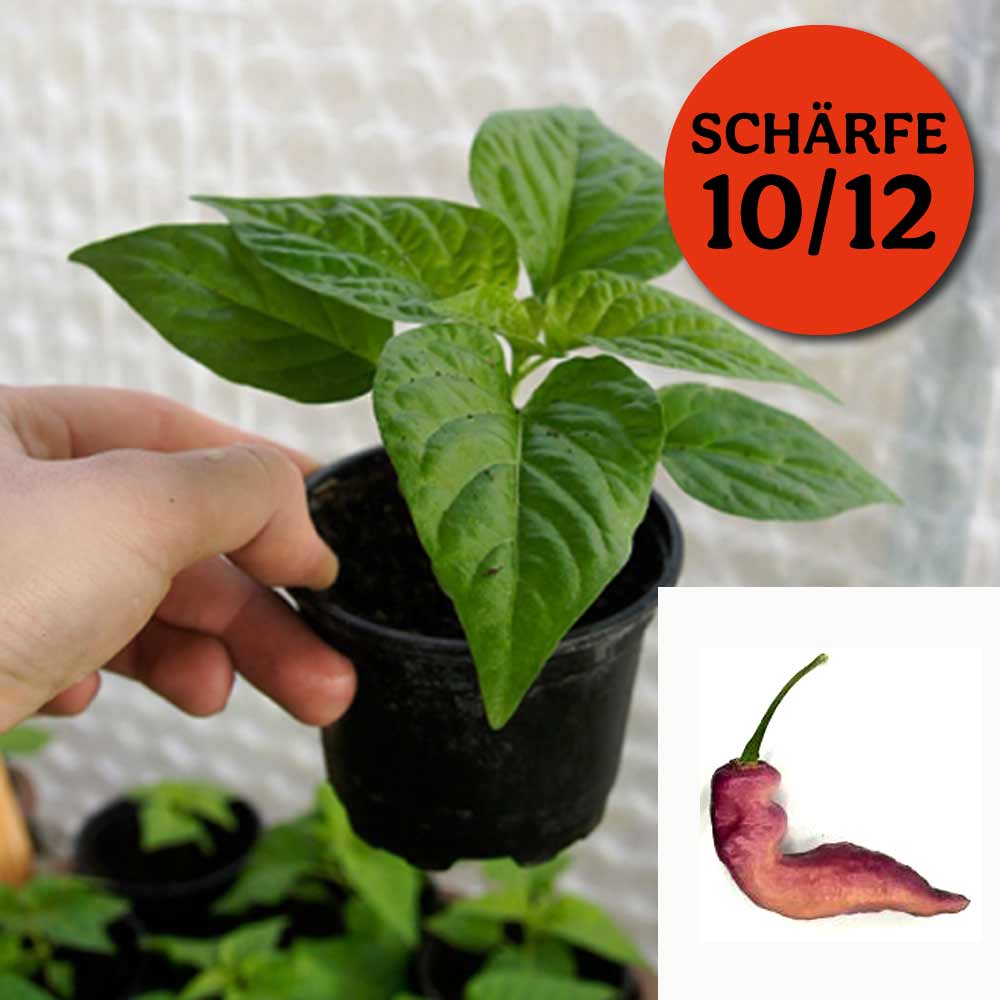 PINK TIGER CHILIPFLANZE