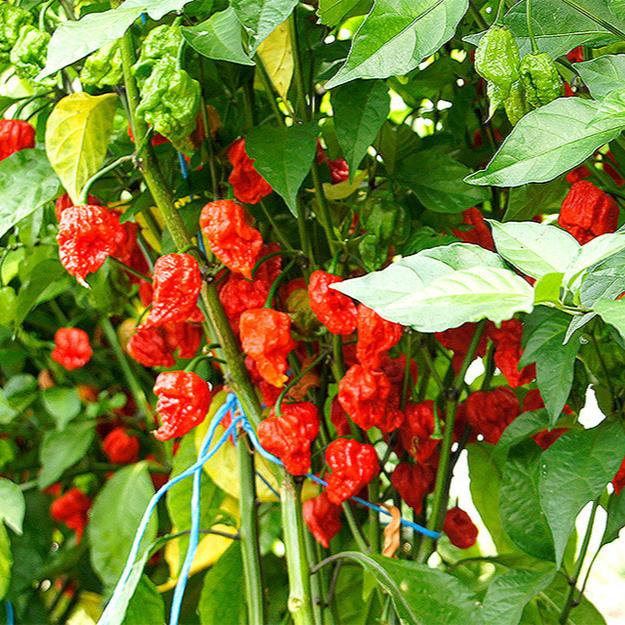 Carolina Reaper Rot Chilisamen