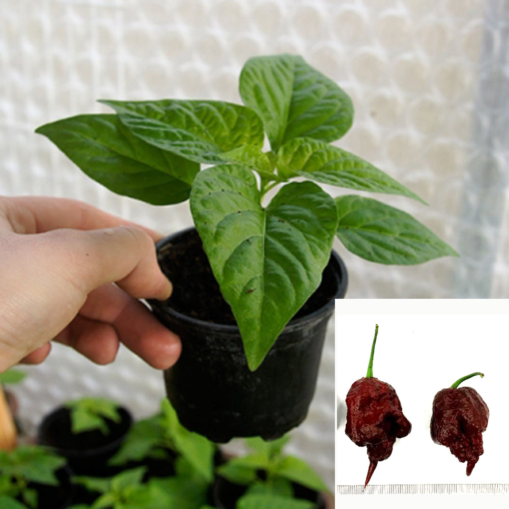 Carolina Reaper Chocolate - Chilipflanze