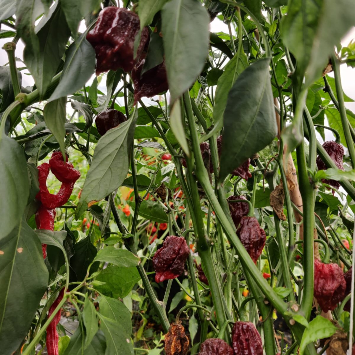 Carolina Reaper Chocolate Chilisamen