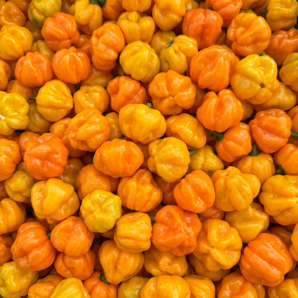 FRISCHE SCOTCH BONNET 100G