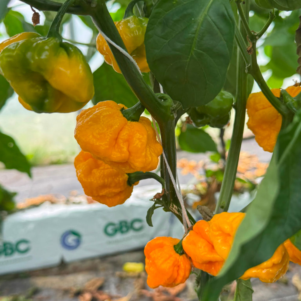 FRISCHE SCOTCH BONNET 100G