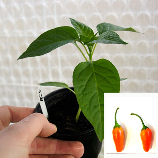 Short Yellow Tabasco - Chilipflanze