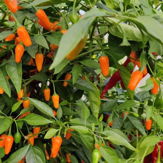 Short Yellow Tabasco Chilisamen