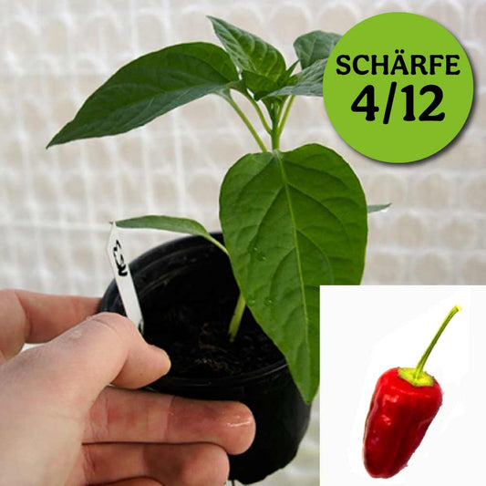 Planta de chile - Biber flor turca