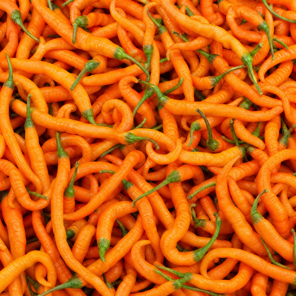 FRISCHE TURUNCU SPIRAL 100G