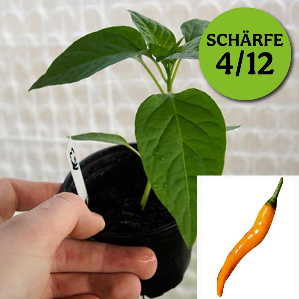 TURUNCU SPIRAL CHILIPFLANZE