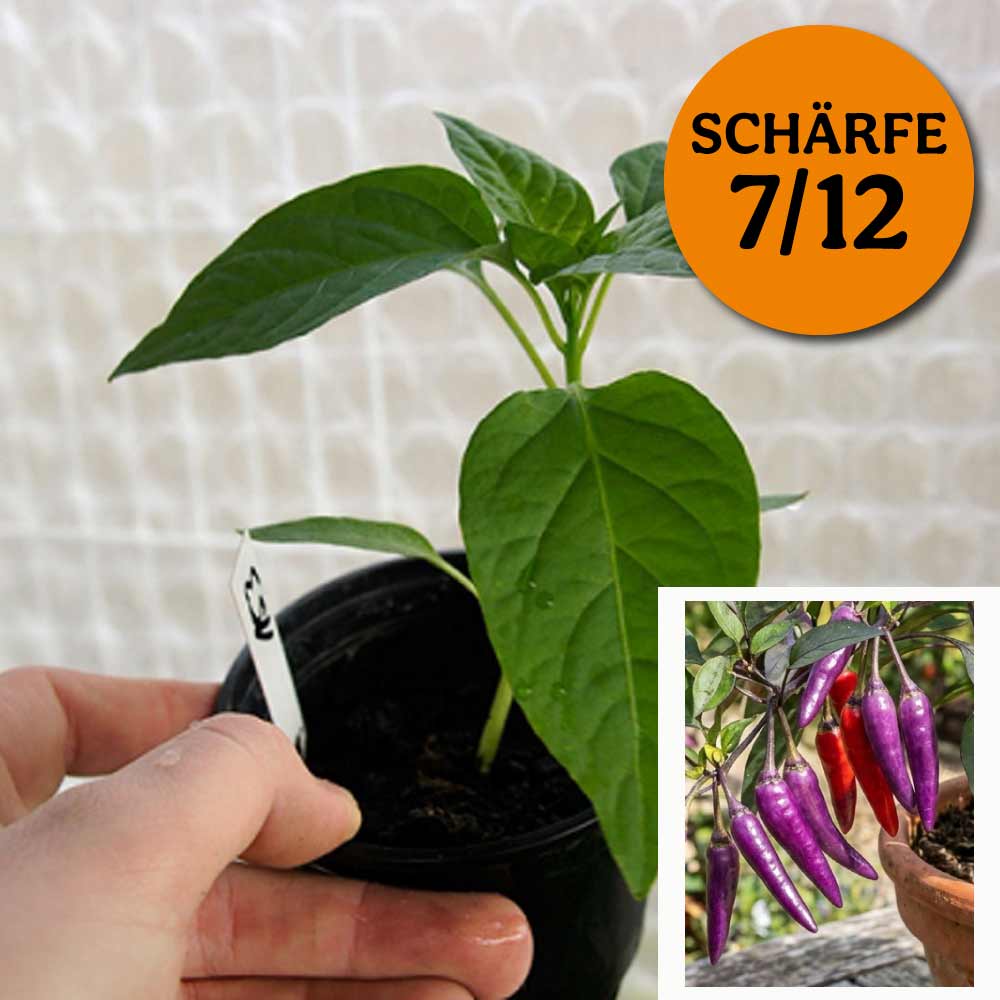 Planta de Chile - Los Cables Violetas