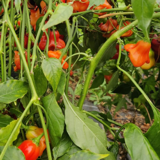 Zebrange Chilisamen